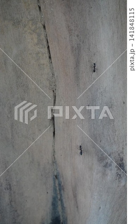 Vertical macro shot of a single small tiny black ant crawling upward on a weathered grey tree bark surface, macro concept 141848115