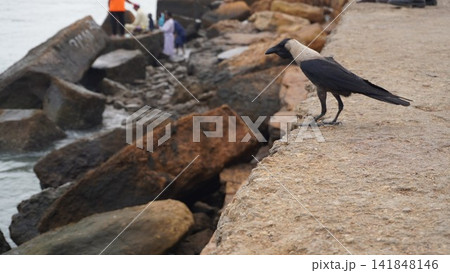Black and gray crow perched on a stone edge, interesting wildlife photography for nature and birds , animal concept Black and gray crow perched on a stone edge, interesting wildlife photography for nature and birds , animal concept 141848146