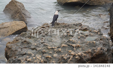 Single crow standing on a large coastal rock, beautiful wildlife photography for nature and outdoors , animal concept 141848148