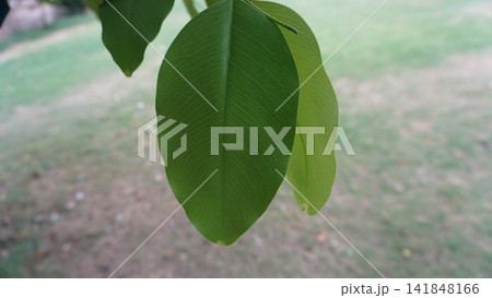 Single vibrant green leaf hanging down, detailed nature photography for botanical and plant life , biology concept Single vibrant green leaf hanging down, detailed nature photography for botanical and plant life , biology concept 141848166