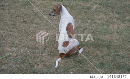 Spotted dog sitting on the park lawn, cute animal photography for pet behavior and outdoor play , animal concept 141848172