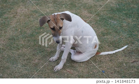 Spotted dog sitting on the grass, lovely pet photography for animal care and park lifestyle themes , animal concept 141848173