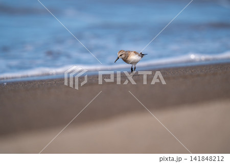 波打ち際で餌を探しているトウネン 波打ち際で餌を探しているトウネン 141848212