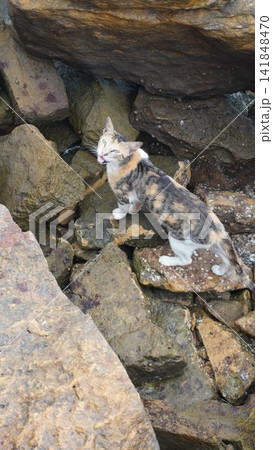 Calico cat on rocky terrain by the sea, interesting animal photography for nature and wildlife , wildlife concept 141848470