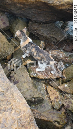 Calico cat walking on rocky shore, beautiful animal photography for nature and outdoor adventure , wildlife concept Calico cat walking on rocky shore, beautiful animal photography for nature and outdoor adventure , wildlife concept 141848471