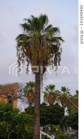 Tall palm tree in a park, tropical nature photography for travel and environmental design themes , nature concept Tall palm tree in a park, tropical nature photography for travel and environmental design themes , nature concept 141848492
