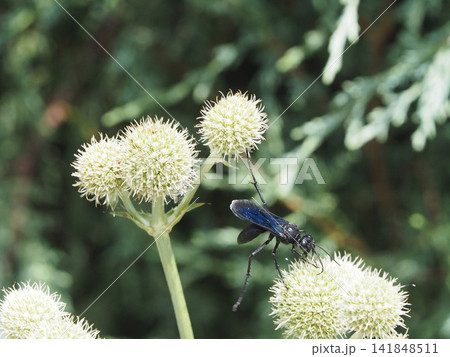 白い丸い花の蜜を吸うグレート・ブラック・ワスプ 白い丸い花の蜜を吸うグレート・ブラック・ワスプ 141848511