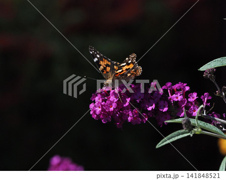 赤紫色のフサフジウツギの花の蜜を吸うヒメアカタテハチョウ 赤紫色のフサフジウツギの花の蜜を吸うヒメアカタテハチョウ 141848521