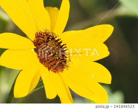 黄色いヘリオプシスの花のアップ 黄色いヘリオプシスの花のアップ 141848523