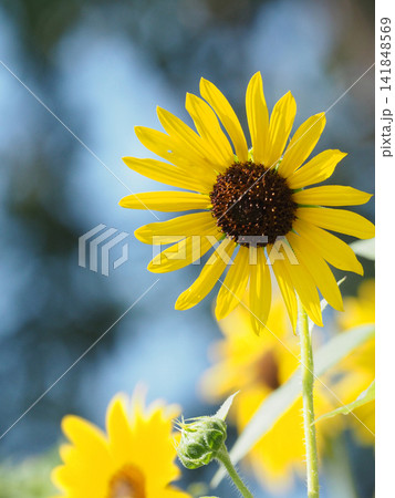 夏らしい黄色いヒマワリの花アップ 夏らしい黄色いヒマワリの花アップ 141848569