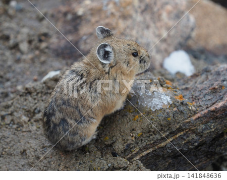 岩の上でじっとしている可愛いアメリカナキウサギ 岩の上でじっとしている可愛いアメリカナキウサギ 141848636