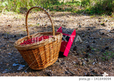 Wild lingonberry harvest with berry picker and wicker basket in Finnish forest. Side view Wild lingonberry harvest with berry picker and wicker basket in Finnish forest. Side view 141849094