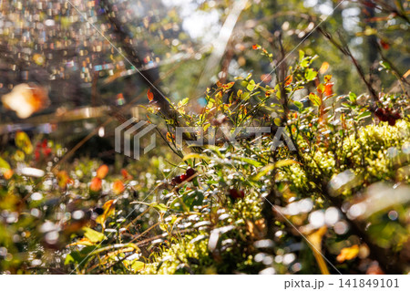 Dew covered spider web stretched between forest shrubs near Hamina Finland. Intricate silk strands, foliage, and soft bokeh. Motion effect 141849101