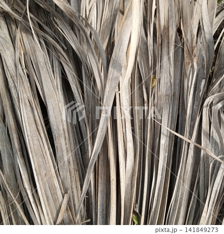 Dry dead palm tree leaves texture pattern close up view showing long narrow grey and brown organic vertical natural stripes Dry dead palm tree leaves texture pattern close up view showing long narrow grey and brown organic vertical natural stripes 141849273