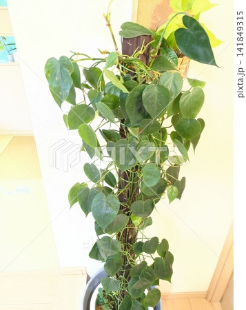 オキシカルジウム 特大 10号鉢 観葉植物 支柱仕立て ハート型の葉 室内インテリア リビング オキシカルジウム 特大 10号鉢 観葉植物 支柱仕立て ハート型の葉 室内インテリア リビング 141849315
