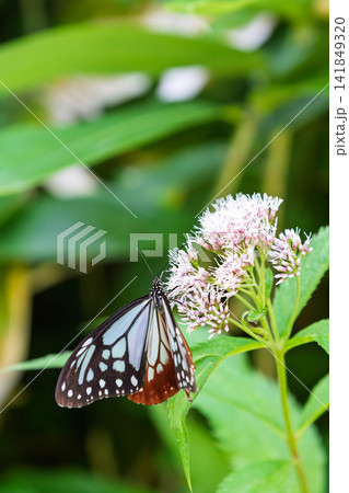 ヒヨドリソウの蜜を吸うアサギマダラ ヒヨドリソウの蜜を吸うアサギマダラ 141849320
