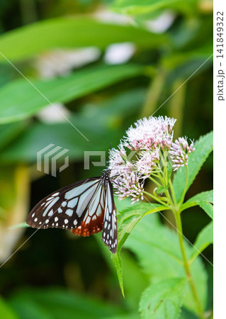 ヒヨドリソウの蜜を吸うアサギマダラ ヒヨドリソウの蜜を吸うアサギマダラ 141849322