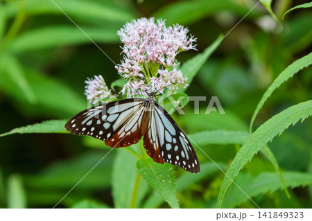 ヒヨドリソウの蜜を吸うアサギマダラ ヒヨドリソウの蜜を吸うアサギマダラ 141849323