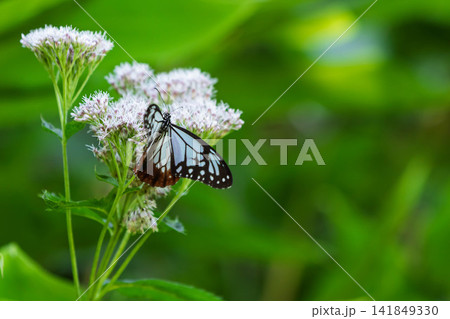 ヒヨドリソウの蜜を吸うアサギマダラ ヒヨドリソウの蜜を吸うアサギマダラ 141849330