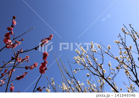 春を告げる梅の花 春を告げる梅の花 141849346