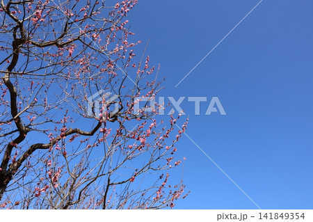 春を告げる梅の花 141849354