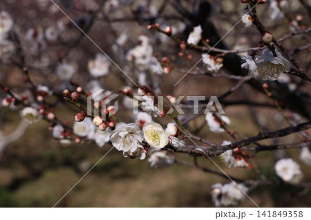 春を告げる梅の花 春を告げる梅の花 141849358