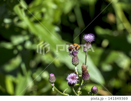 Bumblebee feeding on purple flower of Carduus thistle in summer garden Bumblebee feeding on purple flower of Carduus thistle in summer garden 141849369
