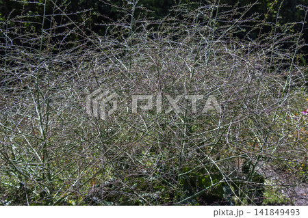 Airy fruiting panicle of mature Crambe cordifolia in summer garden 141849493