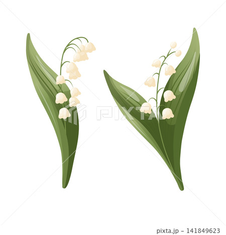 Lily of the valley flower sprigs with white bell shaped blossoms and green leaves isolated on white, vector semi flat botanical illustration set for spring greeting cards, invitations, floral design Lily of the valley flower sprigs with white bell shaped blossoms and green leaves isolated on white, vector semi flat botanical illustration set for spring greeting cards, invitations, floral design 141849623