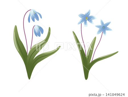 Snowdrop flower sprigs with white bell-shaped blooms, long green leaves and mauve stems isolated on white, vector flat botanical illustration set for spring cards, invitations, and floral designs. Snowdrop flower sprigs with white bell-shaped blooms, long green leaves and mauve stems isolated on white, vector flat botanical illustration set for spring cards, invitations, and floral designs. 141849624