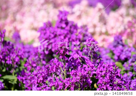 爽やか 春花 ストックの花 爽やか 春花 ストックの花 141849658