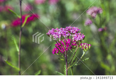 Close view of pink Cerise Queen yarrow flower cluster 141849713