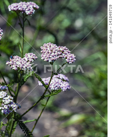 Pink Milly Rock Rose yarrow flowering in summer botanical garden 141849719