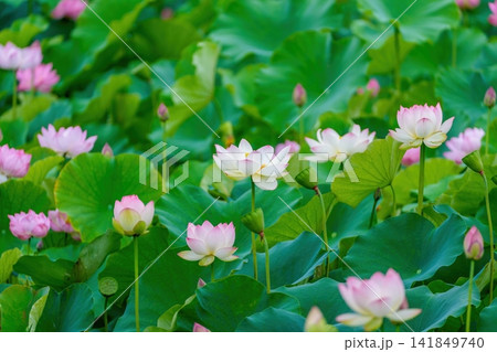 満開のハスの花が咲き誇る夏の池と緑の大きな葉の風景 満開のハスの花が咲き誇る夏の池と緑の大きな葉の風景 141849740