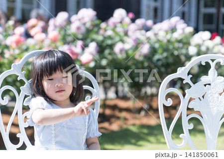 バラ園の白いアイアンチェアに座る日本人の女の子の幼児 バラ園の白いアイアンチェアに座る日本人の女の子の幼児 141850061