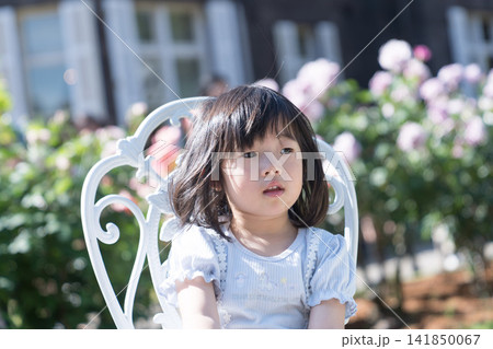 バラ園の白いアイアンチェアに座る日本人の女の子の幼児 バラ園の白いアイアンチェアに座る日本人の女の子の幼児 141850067