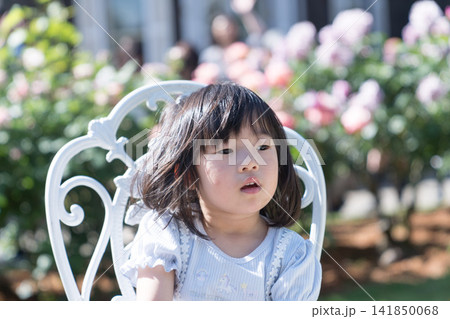 バラ園の白いアイアンチェアに座る日本人の女の子の幼児 141850068