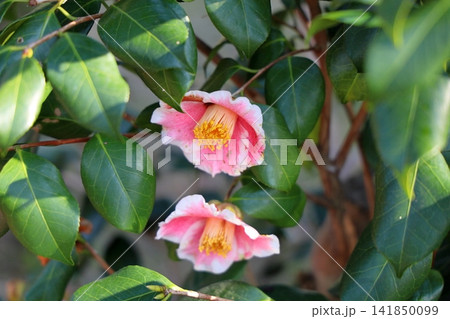 可愛い 春花 ツバキの花 可愛い 春花 ツバキの花 141850099