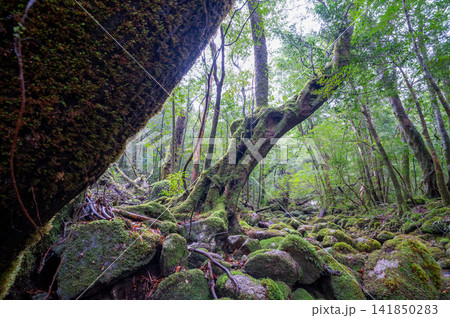 屋久島神が宿る島　苔むす森(冬 141850283