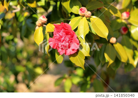 鮮やか 春花 牡丹咲き ツバキの花 鮮やか 春花 牡丹咲き ツバキの花 141850340