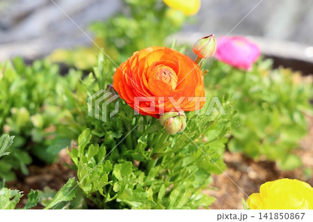 鮮やか　ラナンキュラスの花 141850867