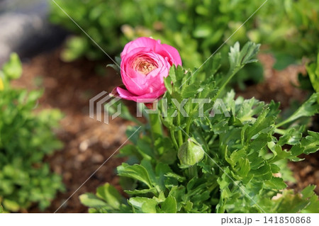 可愛い　ラナンキュラスの花 141850868
