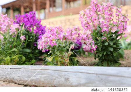 爽やか　春花　ストックの花 141850873