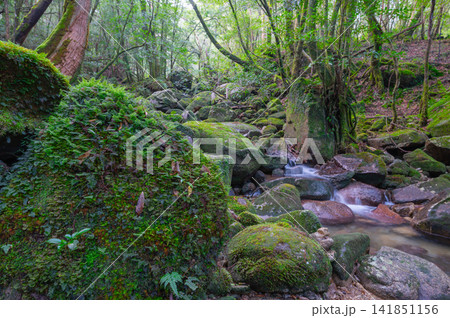 屋久島神が宿る島 苔むす渓谷(冬 屋久島神が宿る島 苔むす渓谷(冬 141851156