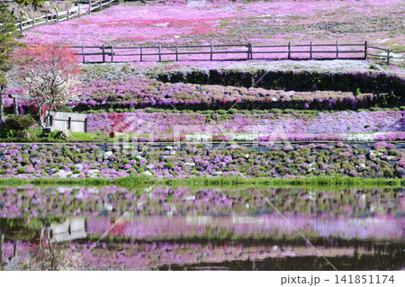 丹念に手入れされた斜面を覆う國田家の満開の芝桜と、自然豊かな地方の美しい春景色 141851174