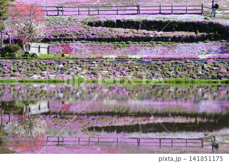 丹念に手入れされた斜面を覆う國田家の満開の芝桜と、自然豊かな地方の美しい春景色 141851175