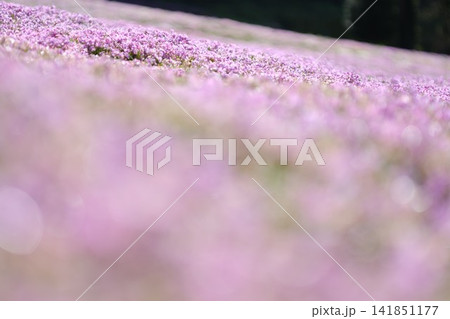 丹念に手入れされた斜面を覆う國田家の満開の芝桜 141851177