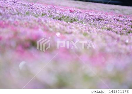 丹念に手入れされた斜面を覆う國田家の満開の芝桜 141851178