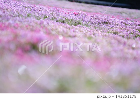 丹念に手入れされた斜面を覆う國田家の満開の芝桜 141851179