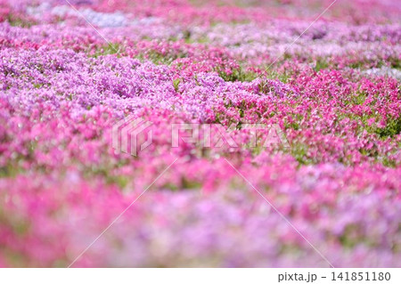 丹念に手入れされた斜面を覆う國田家の満開の芝桜 141851180